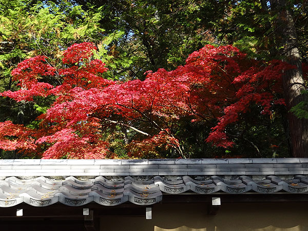 121116_323 Japon - L'automne à Kyôto - Le Kinkakuji ou le Temple du Pavillon d'or
