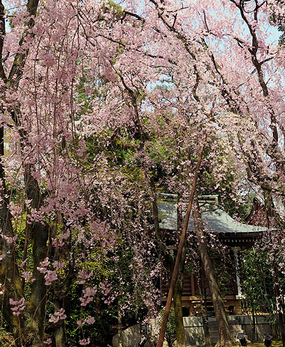 140408_045m Japon – Printemps 2014 – Kyôto – Les jardins du Heian Jingû - III -