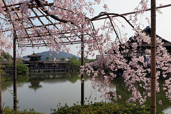 140408_062m Japon – Printemps 2014 – Kyôto – Les jardins du Heian Jingû - III -