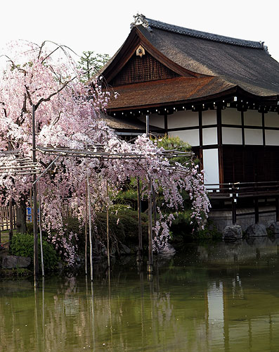 140408_102m Japon – Printemps 2014 – Kyôto – Les jardins du Heian Jingû - III -