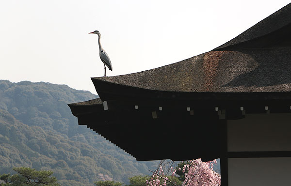 140408_255 Japon – Printemps 2014 – Kyôto – Les jardins du Heian Jingû - III -