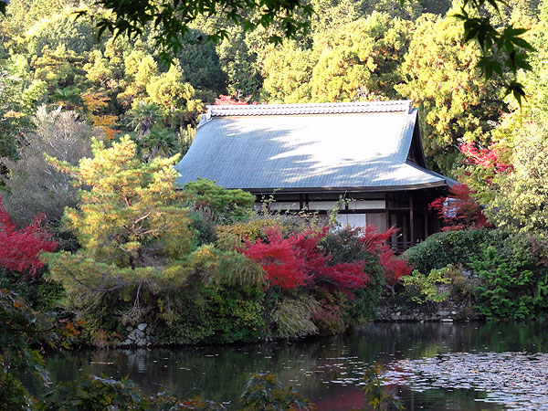 121116_471Japon – L'automne à Kyôto –  Le Ryôanji - IV -  Kôyô no jiki