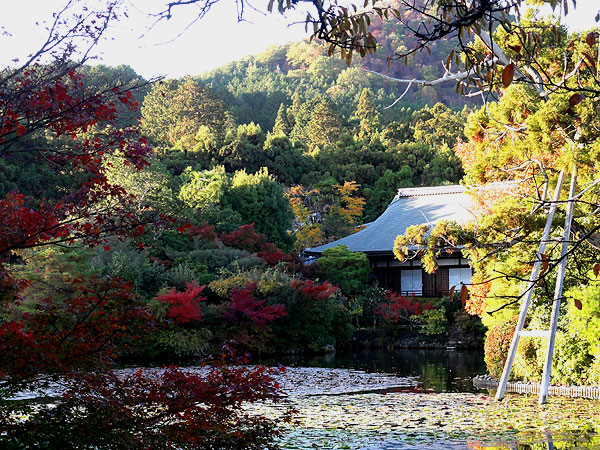 121116_474 Japon – L'automne à Kyôto –  Le Ryôanji - IV -  Kôyô no jiki