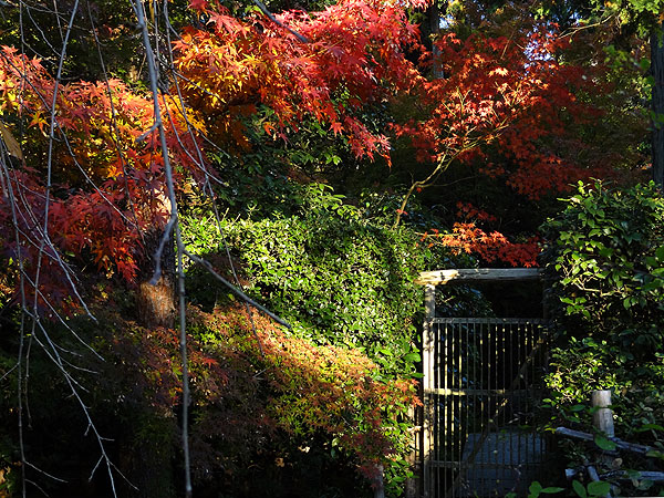 121116_477 Japon – L'automne à Kyôto –  Le Ryôanji - IV -  Kôyô no jiki