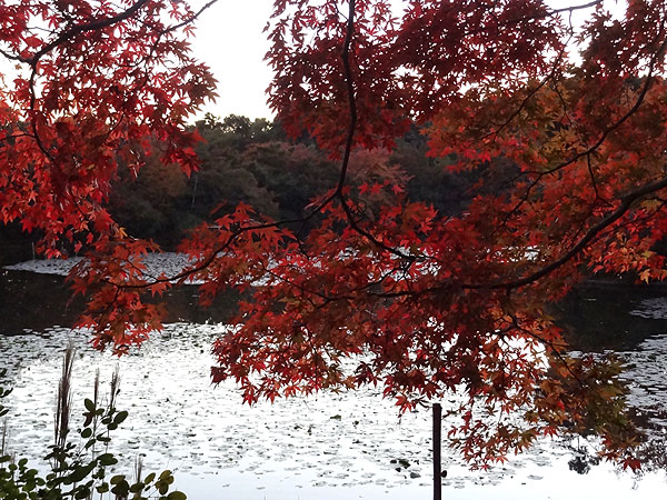 121116_658 Japon – L'automne à Kyôto –  Le Ryôanji - IV -  Kôyô no jiki