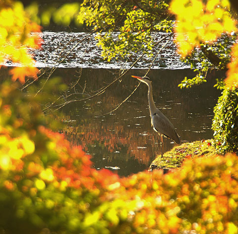 121116_909 Japon – L'automne à Kyôto –  Le Ryôanji - IV -  Kôyô no jiki